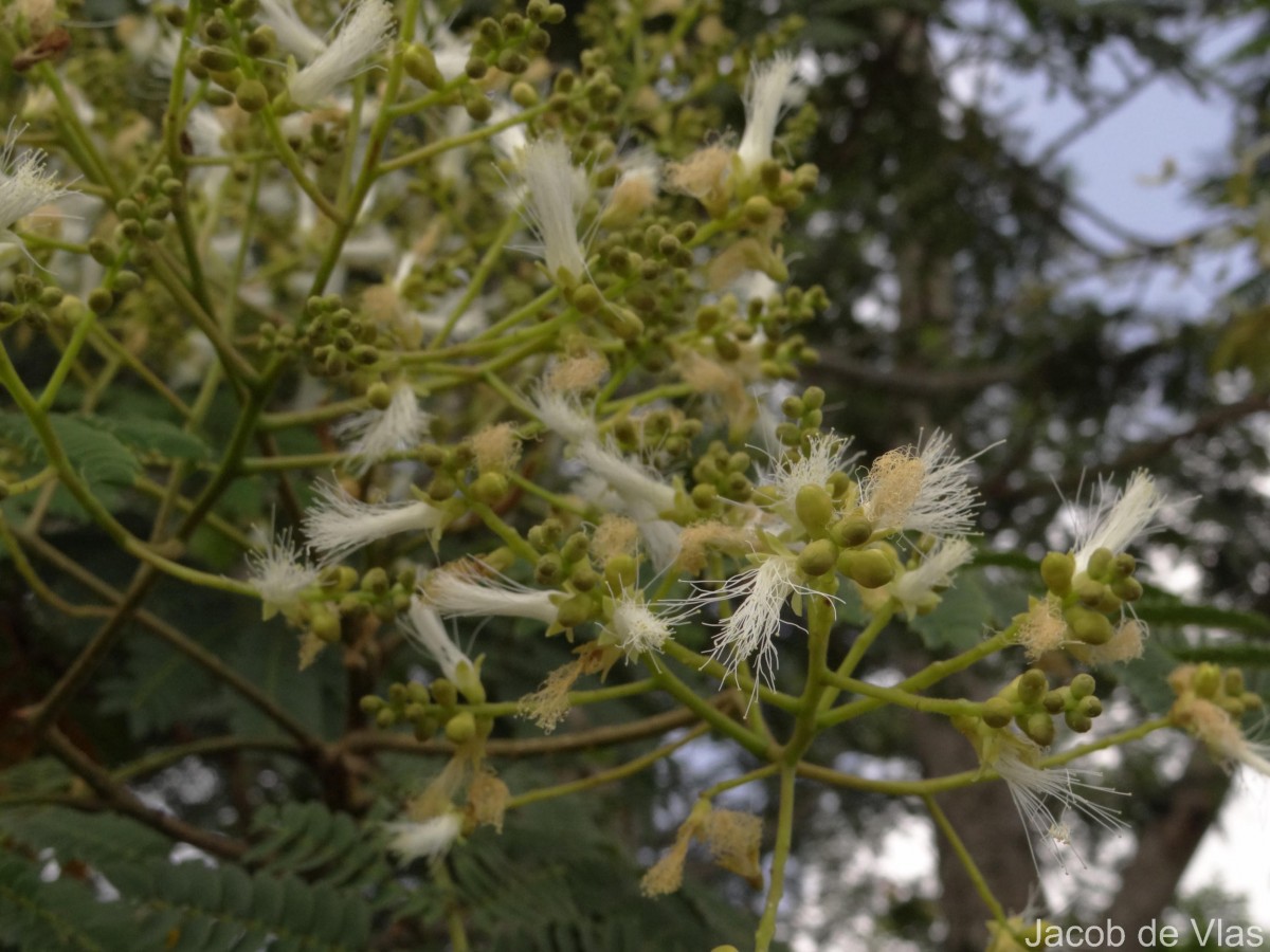 Falcataria falcata (L.) Greuter & R.Rankin